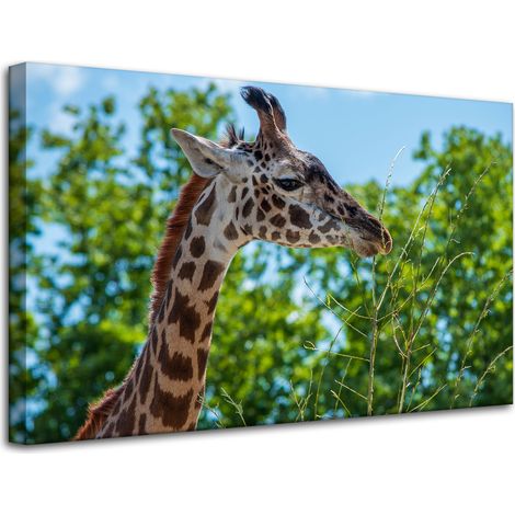 Leinwanddruck Tiere Giraffe 80x50 cm