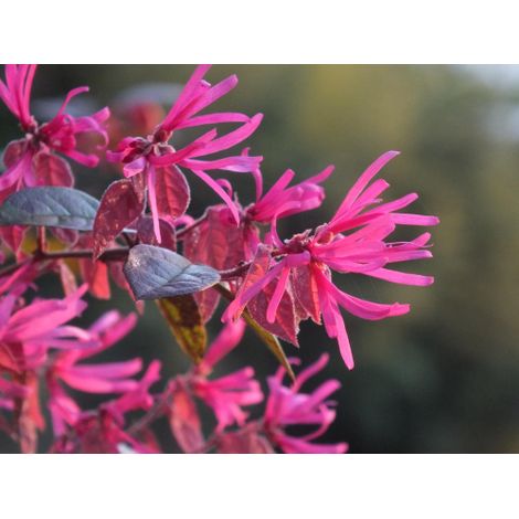 Loropetalo "Loropetalum chinense" pianta a cespuglio in vaso 2 litri (1/5)