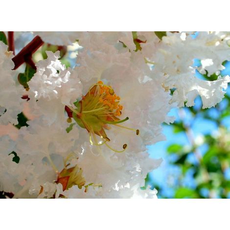 Lagerstroemia indica Bianco "Bianca Grassi" pianta in vaso 7x7 (1/4)
