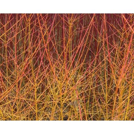 Gardenaria Corniolo - Cornus 'Midwinter Fire' - Arbusto ornamentale da giardino - Altezza: 40/60 cm (vaso19) (1/3)