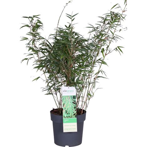 Bambou non traçant Fargesia rufa - Plante persistante pour haie ou pot - 80 cm - Ø 29 cm - PANGIVO (1/5)