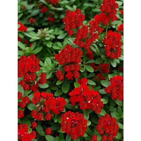 Graines de Thym Rampant Rouge – 10000 Graines – Plante Couvre-Sol Vivace – Rustique Résistant Froid – Rouge