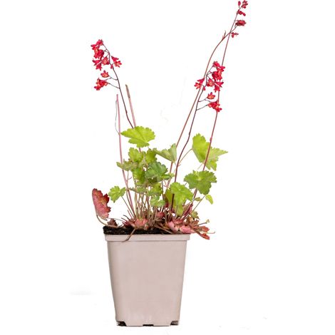 Bloomique - Heuchera Sanguinea 'Splendens' – Heuchère – Plantes de jardin – Rustique – Sans danger pour les animaux – Hauteur 10-20 cm – Pot 9x9 cm