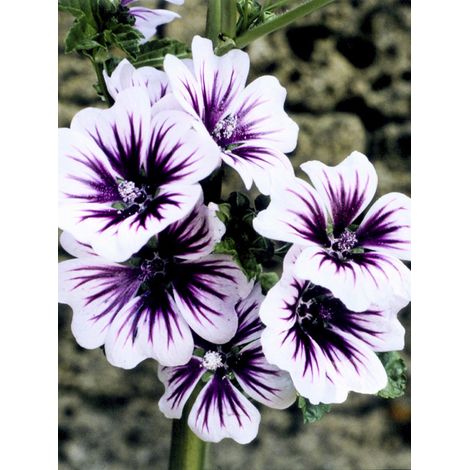 Grande mauve 'Zebrina Blue' Godet de 8/9 cm (1/2)