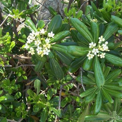 Pittosporum tobira - 50-60 cm pot