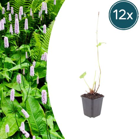 Lot de 12 Persicaria amplexicaulis 'Alba' - Renouée Blanche Vivace - Hauteur 10-25 cm - Pot Ø 9 cm - PANGIVO (1/5)