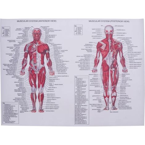 Anatomisches Poster Muskelanatomie Tableau sur le côté avec (1/5)