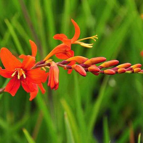 4 x Montbretia - Crocosmia masoniorum - godet 9x9 cm
