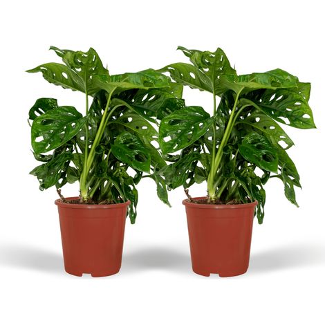 Lot de 2 Monstera Monkey Leaf - Plante Verte d'Intérieur à Trous - 30 cm - Ø 12 cm - PANGIVO (1/5)