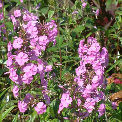 4 x Phlox maculé  - Phlox maculata 'Alpha'  - godet 9x9 cm