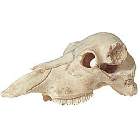 Cranio per terrari per acquari