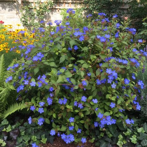 Dentelaire griffithii, Ceratostigma/Lot de 9 godets