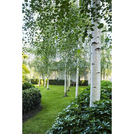 Betulla bianca alba "Betula pendula" in vaso ø18 cm h. 180/200 cm (1/5)