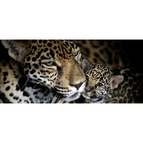 Jaguars, photo murale intissée, 202 x 90 cm, 1 part (1/3)