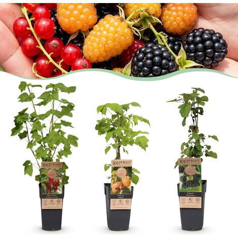 Lot de 3 Arbustes Fruitiers Mix Tricolore Groseillier Mûrier et Framboisier Rustique H50cm - PANGIVO (1/5)