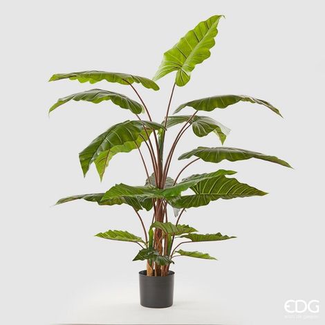 EDG Enzo De Gasperi Alocasia Chic con Vaso Artificiale H 170 Cm Green