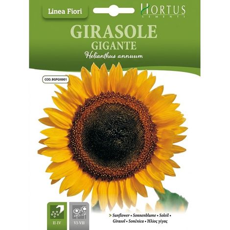 Girasole gigante DB