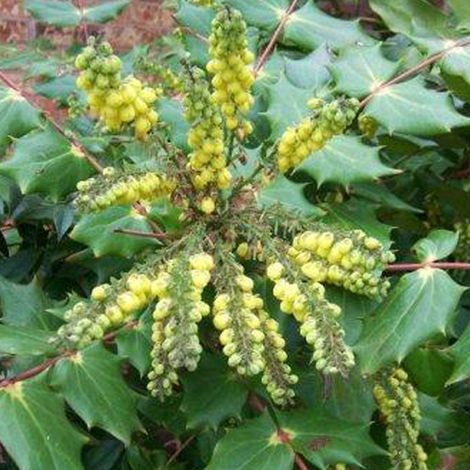 Mahonia du Japon - Mahonia japonica 'Hivernant' - 50-60 cm pot