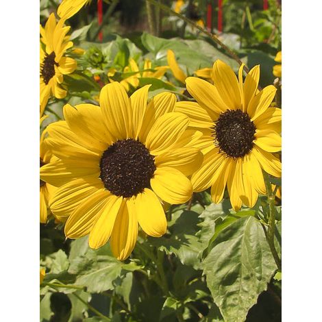 Soleil, Tournesol 'Stella' le sachet de 300 graines (2g)