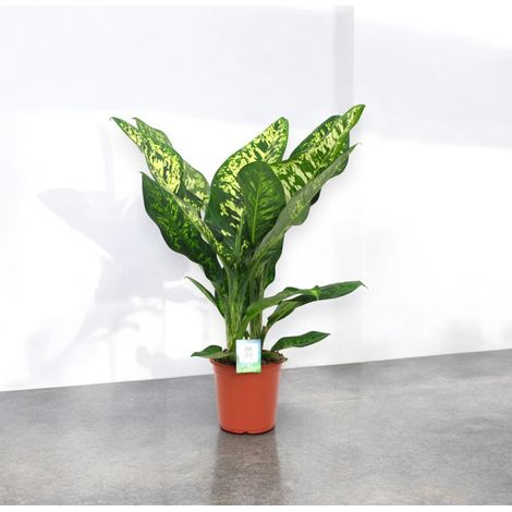 Gardenaria Dieffenbachia seguine 'Crown' - Pianta da interno ornamentale - Altezza: 100 cm (vaso 24) (1/4)