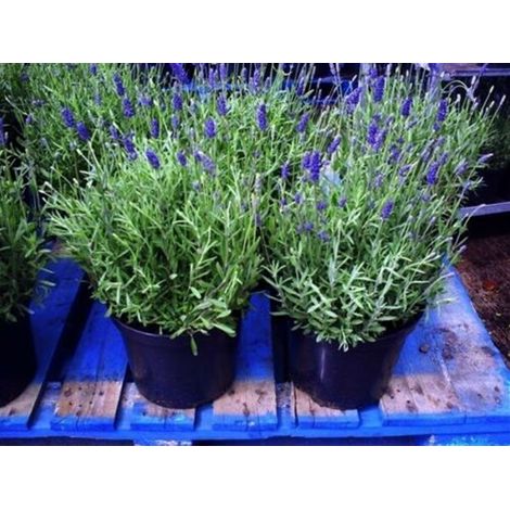 Lavanda "Lavandula angustifolia officinalis" pianta aromatica in vaso 14 cm