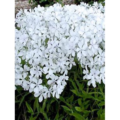 Phlox divariqué 'White Perfume' Godet de 8/9 cm (1/3)