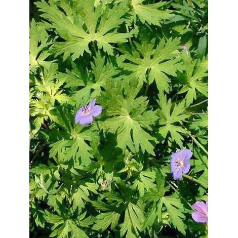 Géranium vivace 'Blue Sunrise'® Godet de 8/9 cm (1/2)