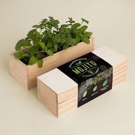 KIT AUTOCOLTIVAZIONE MOJITO (1/3)