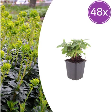 Lot de 48 Euphorbia amygdaloides Robbiae - Euphorbe Couvre-sol Persistante - Pot Ø9cm H10-25cm - PANGIVO (1/5)