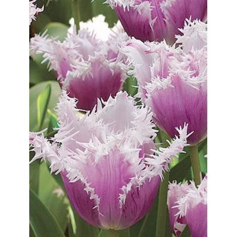 Tulipe dentelles 'Cummins' Bulbe calibre 12 (par 6) (1/3)