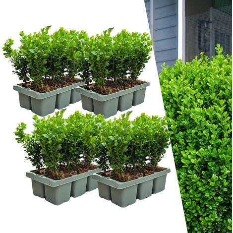 Lot de 24 Buis Buxus NewGen Freedom Arbustes de Haie Résistants à la Pyrale Ø7 cm H15 cm - PANGIVO (1/5)
