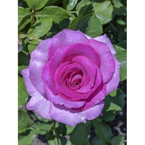 Rosier moderne 'Violette Parfumée ' Pot de 4L/5L