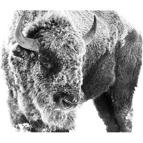 Tableau Bison dans la neige - 80x50cm - made in France Toile imprimée (1/5)