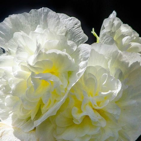 Pépinières Naudet – 3 roses trémière 'double blanc' – Plante bisannuelle – Hauteur 90cm – Excellente rusticité jusqu'à -15°C – Pour bordure décorative (1/5)