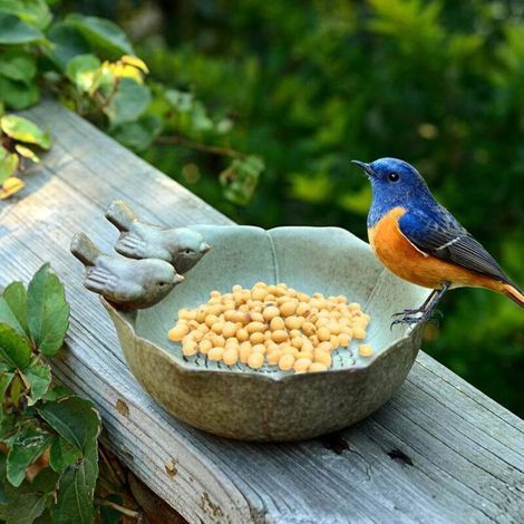 Bain d'oiseaux en céramique, mangeoire pour oiseaux sauvages, abreuvoir de jardin ou de terrasse, mangeoire pour abeilles et oiseaux (1/5)