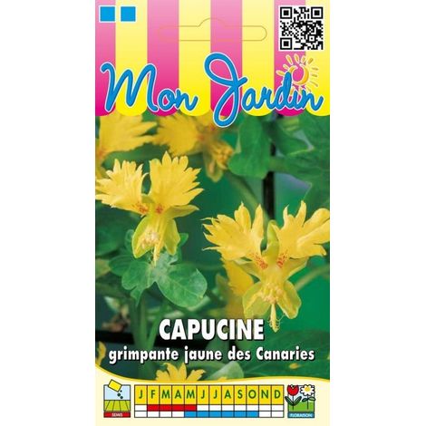 Capucine grimpante jaune des Canaries - 2g