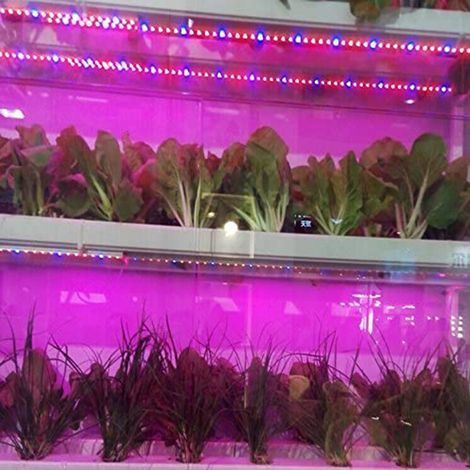 Bande lumineuse LED étanche de 300 LED pour la croissance des plantes en serre et en culture hydroponique.