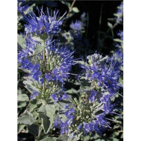Barbe-bleue, Spirée bleue 'Sterling Silver' -lissilv- Godet de 8/9 cm
