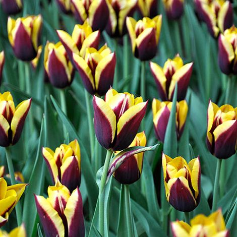 bulbi di TULIPANI GAVOTA 11/12