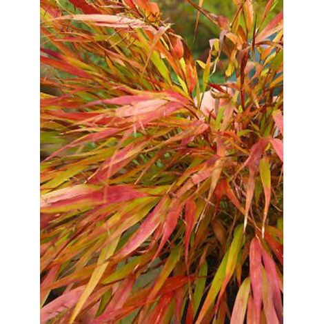 Herbe du Japon 'Nicolas' Godet de 8/9 cm
