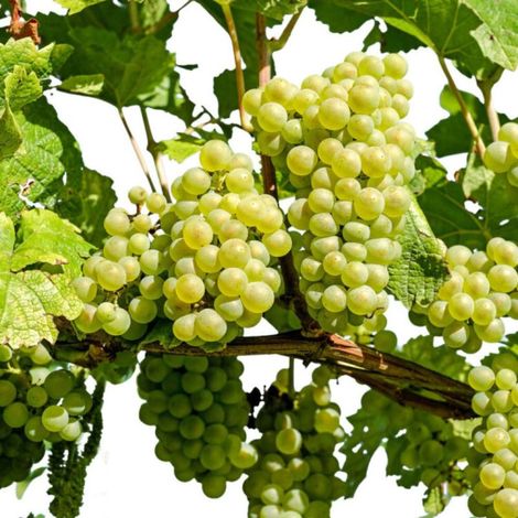 Pied de vigne blanc van der Laan 50/60cm 2L - Vitis vinifera Witte