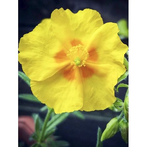 Hélianthème 'Ben Fhada' Pot de 2L/3L (1/4)