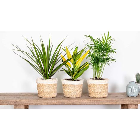Lot de 3 - Mélange tropical – Dracaena, Chamaedorea, Codiaeum – Dépolluantes – ⌀12 cm - 25-40 cm