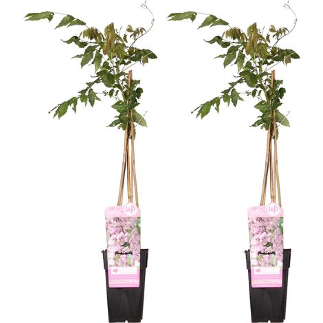 Glycine du Japon 'Rosea' - Lot de 2 Plantes Grimpantes à Fleurs Roses - H 65 cm - Ø 15 cm - PANGIVO (1/2)