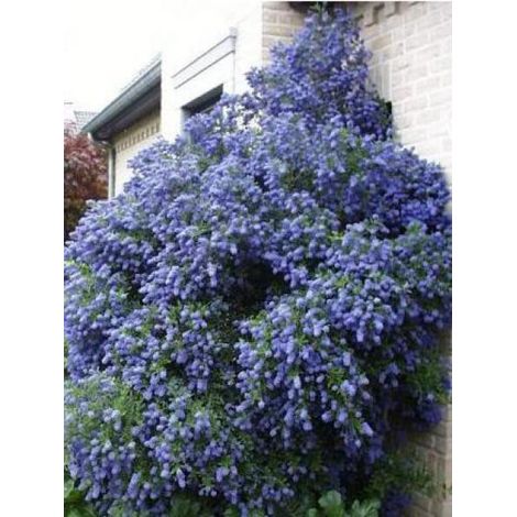 Céanothe, Lilas de Californie 'Concha' Pot de 2L/3L (1/3)