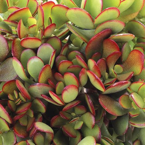 1 PIANTA CRASSULA OVATA VASO 13CM PIANTE GRASSE PIANTE DA ESTERNO PIANTE DA INTERNO (1/2)