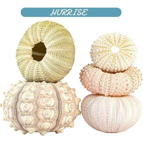 Pots De Plantes - Coquille D oursin - Pour Plantes Aériennes - Suspension Décorative Intérieure - Lot De 5 (1/5)