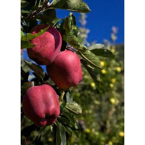 1 plant /tree (approx 1m) - Spondias dulcis (deliziosa apple)