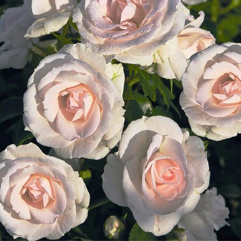 Gardenaria Rosa rampicante 'Aspirin Rose' - Rosa da giardino - Altezza: 180 cm (vaso 20) (1/4)