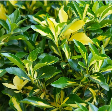 Gardenaria Evonimo - Euonymus japonicus 'Aureopictus' Livornese - Arbusto ornamentale da giardino - Altezza: 40/60 cm (vaso19) (1/3)